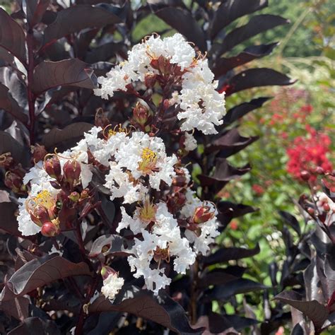 ebony crepie|Ebony And Ivory Crapemyrtle (Lagerstroemia 'Ebony And Ivory') .